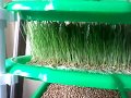 микрозелень, ростки пшеницы, автоматическая гидропоника, wheatgrass hydroponic