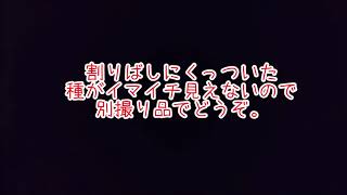 トマト　種まきのやり方（農家の割りばしを使った裏ワザ）