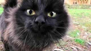 fluffy black cat meows loudly and says something to me.