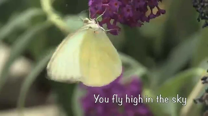 Dan Dyer ft. Jasmine Dyer - Butterfly