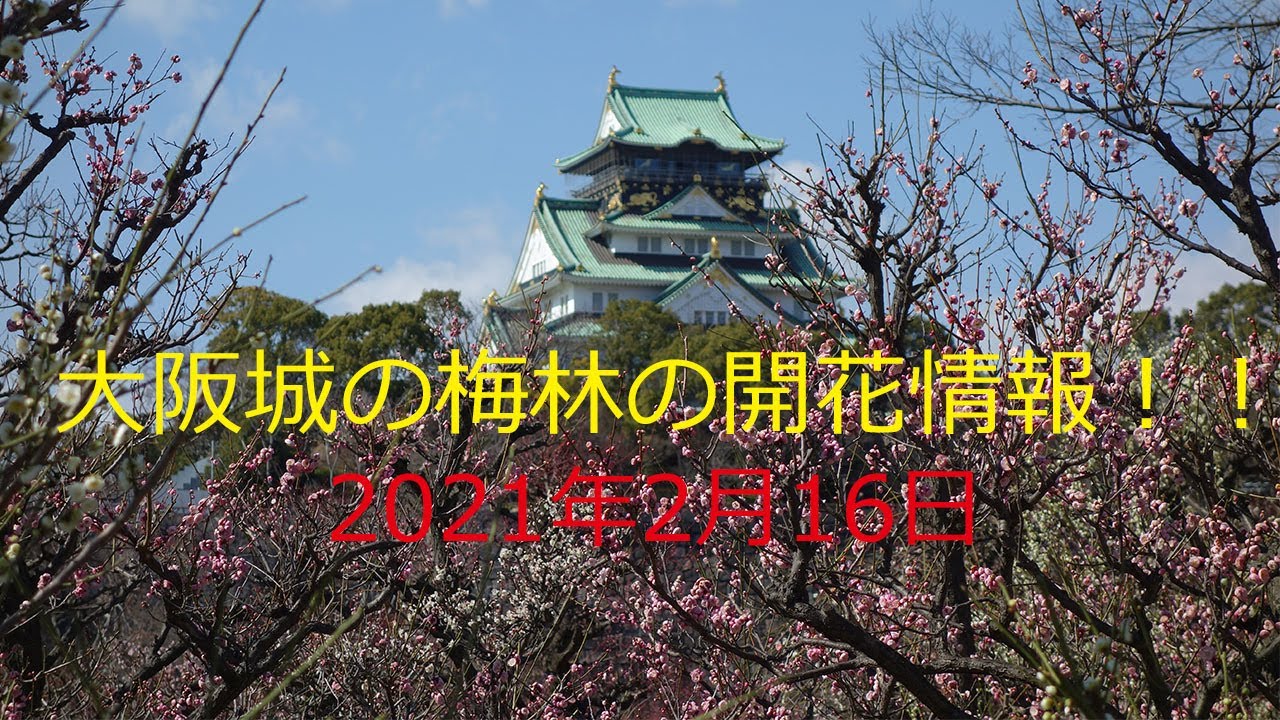 大阪城 梅林 開花情報 22 見頃はいつ 大阪城公園へのアクセス方法のご案内