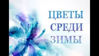 Сенполия. Обзор фиалки. Комнатное цветоводство Сенполия. Обзор фиалки. Комнатное цветоводство