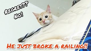 Naughty ginger kitten broke the railing | Oyen nakal patahkan railing | Ohhooman by Oh Hooman 81 views 3 years ago 1 minute, 16 seconds