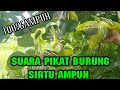 SUARA PIKAT BURUNG CIPO/SIRPU PALING AMPUH