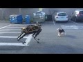 Fido vs Spot — Animal vs Robot