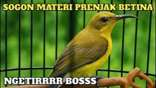 Masteran sogon | Sogon materi prenjak betina | Sogon ngetir | Sogon materi mewah