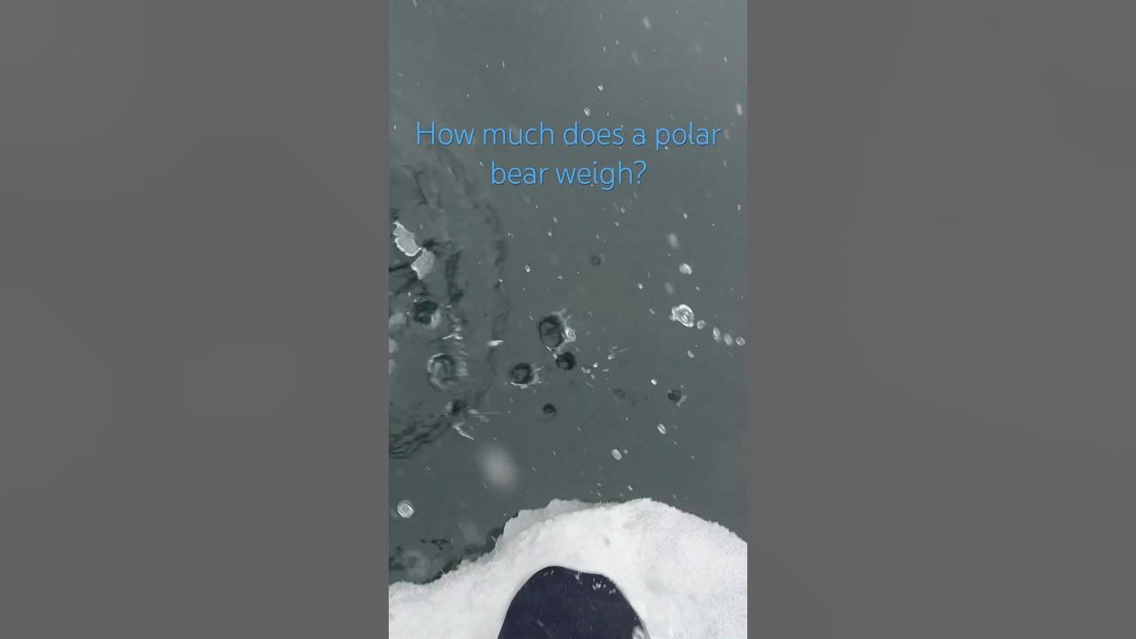 How much does a polar bear weigh? coldplunge joke ice YouTube