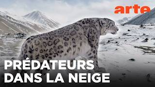 Kirghizistan, espoir pour les panthères des neiges | 360° Reportage | ARTE Évasion