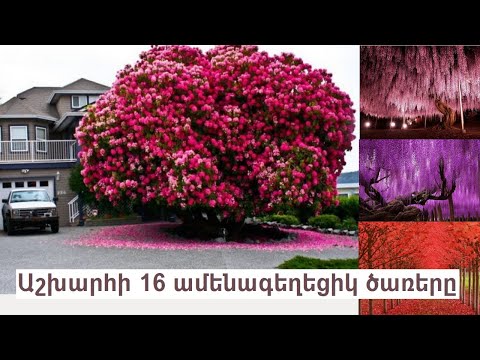 Video: Շագանակ (27 լուսանկար). Ինչպես է ծառը ծաղկում: Տերևների և ընկույզների (պտուղների) նկարագրություն: Ծաղկել: Ինչպիսի՞ն է արմատային համակարգը: Ինչ է դա? Շագանակի տեսակները