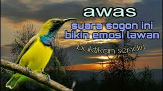 masteran sogon ini bikin emosi lawan