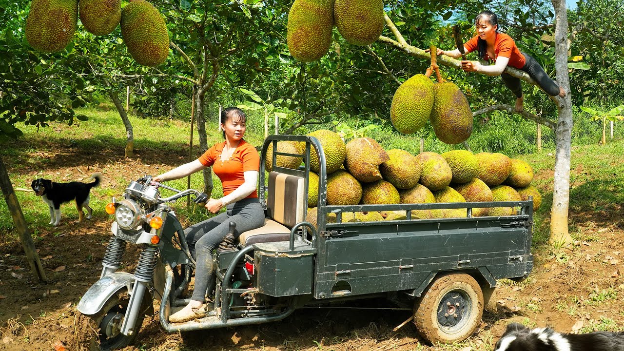 Use 3-wheeled Vehicle Harvesting Many Big Jackfruit Goes To Countryside Market Sell - Farm Life