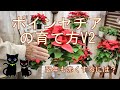 ポインセチアの育て方V2