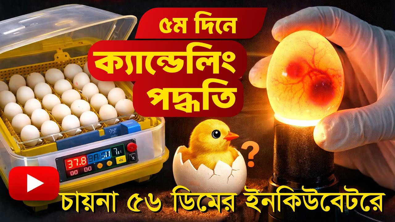ডিম ক্যান্ডেলিং। পর্ব-২ চায়না ইনকিউবেটরে ডিম বসানোর ৫ম দিনের কাজ। Ep 02 Candling। 56 China incubator