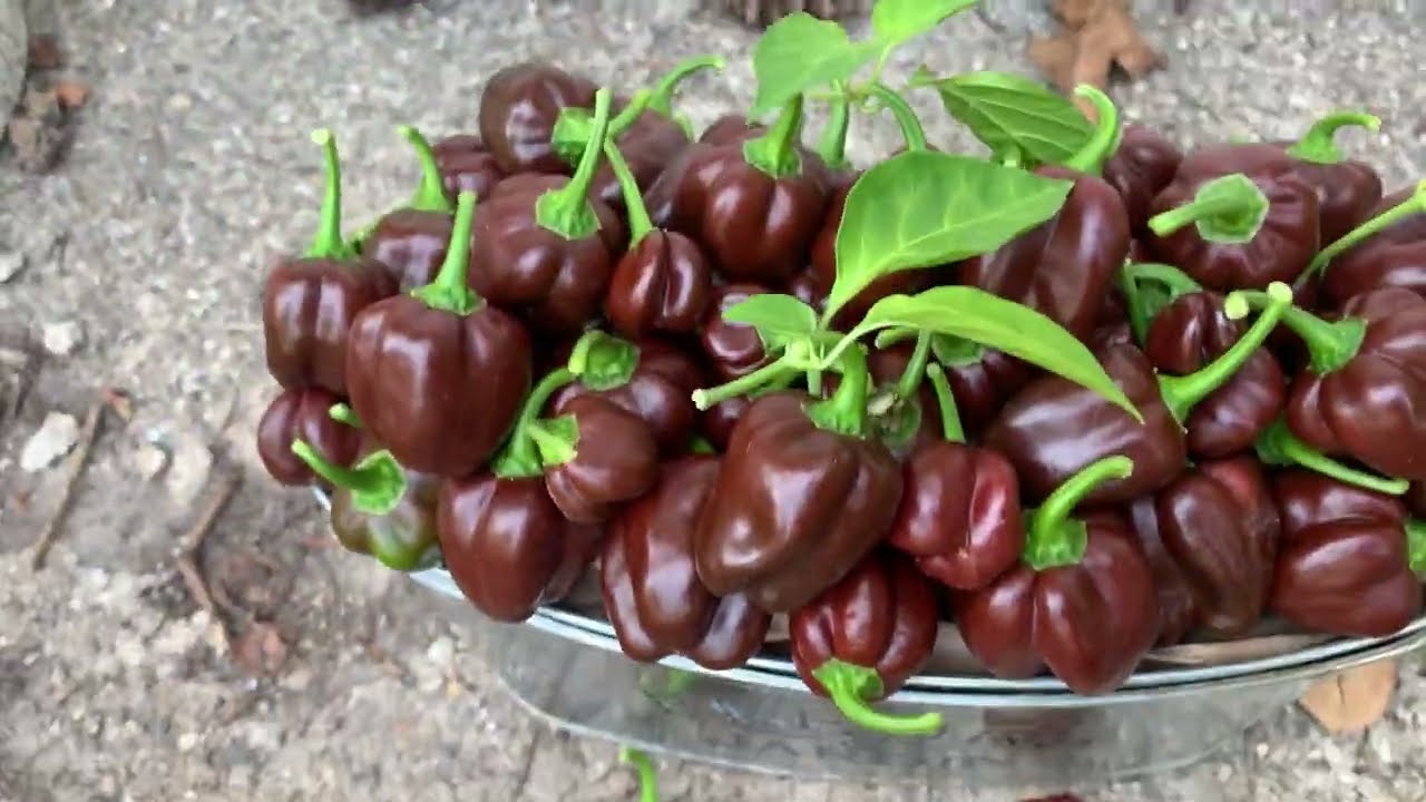 Cultivo de aji o chile habanero chocolate desde semilla  Growing chocolate pepper from seed