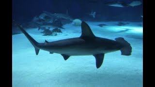 10 Things You Should Know about Hammerhead Sharks