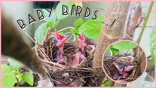 I found BABY BIRDS  ! 🐦🪹🪶 *silent vlog |