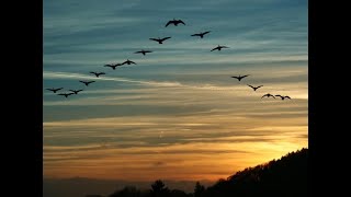 Animal Adaptations, Behaviors, Bird Migration