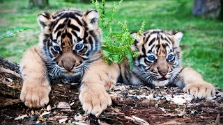 Cute Tiger Cubs Playing 🐆 Funny Tigers Playing [Funny Pets]