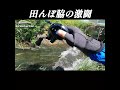 田んぼ脇の激闘!!