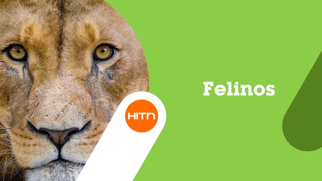 Felinos: los más poderosos, los más rápidos, los más mortales en HITN
