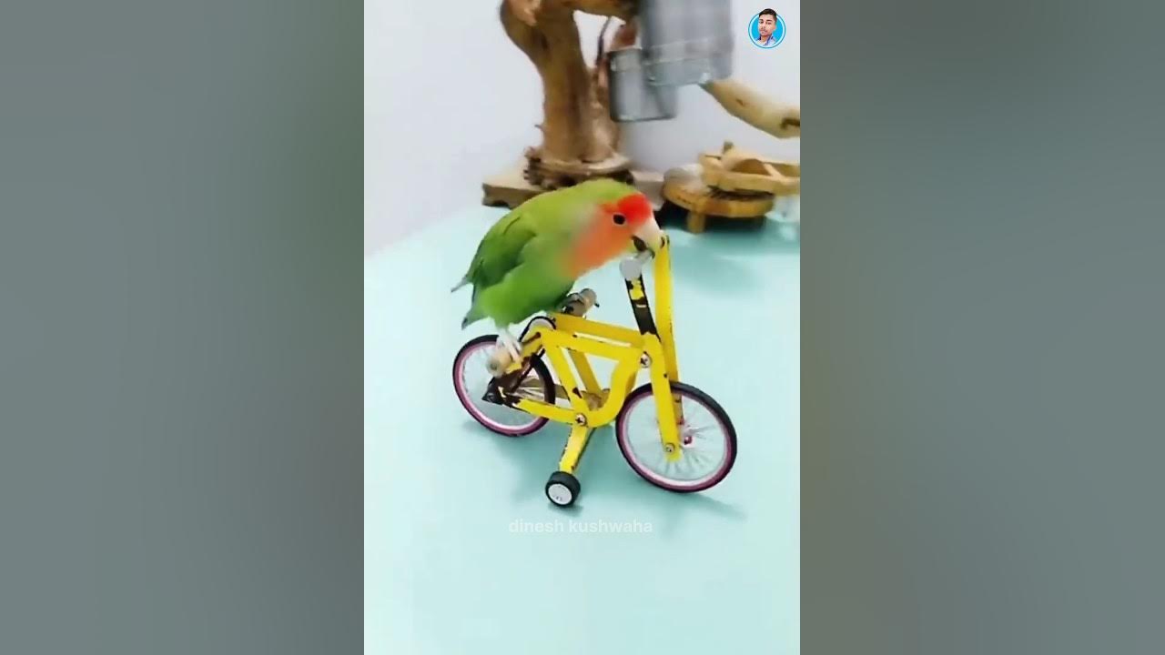 why birds eat their babies poop dinesh kushwaha shorts 