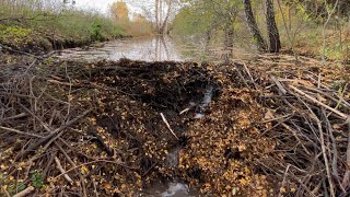 BEAVER DAM REMOVAL || MASSIVE DAM 2 meters of height!