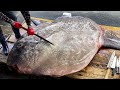 40년 경력 어부도 놀란 초초초대형 개복치 해체작업 풀버전 Giant Sunfish cutting skills / Korean street food