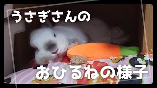 とある日のうさぎさんのお昼寝の様子(ネザーランドドワーフのはなちゃん)