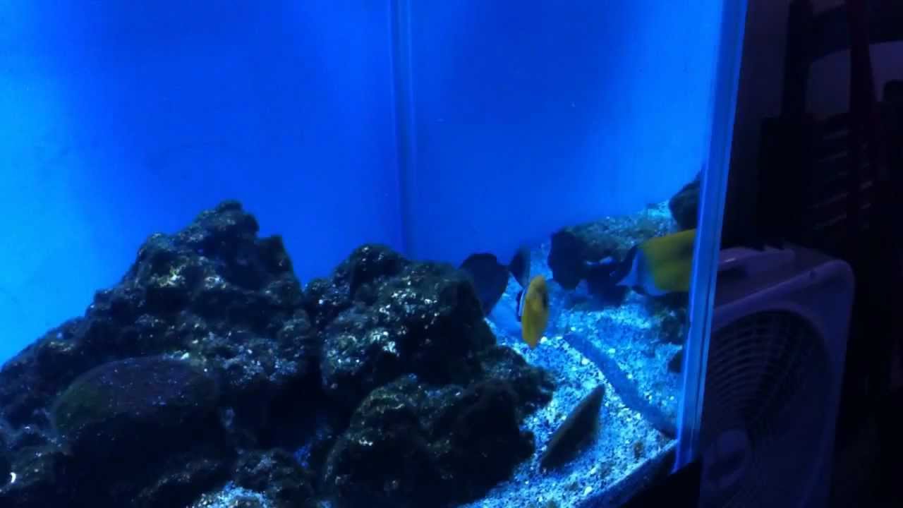 Sltwater Fish Tank 300gal. Snowflake Eel. YouTube