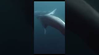 Jaws Movie In The Arctic Ocean