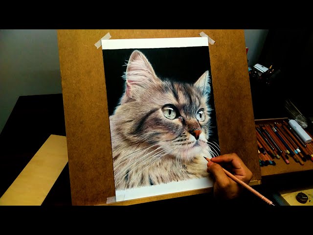 猫 色鉛筆画 Cat colored pencil drawing - YouTube