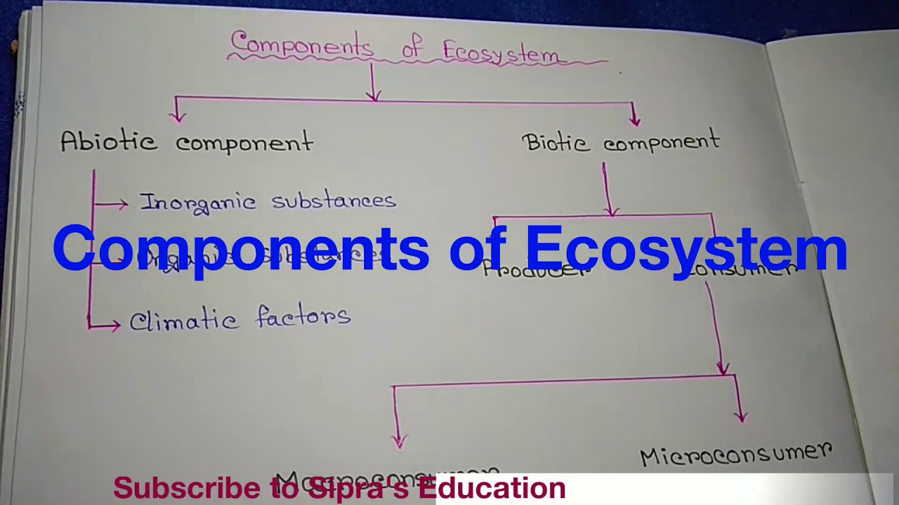Components Of Ecosystem Flow Chart