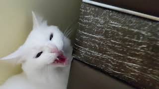 Angry Turkish Van cat is mad at something, hissing and hiding