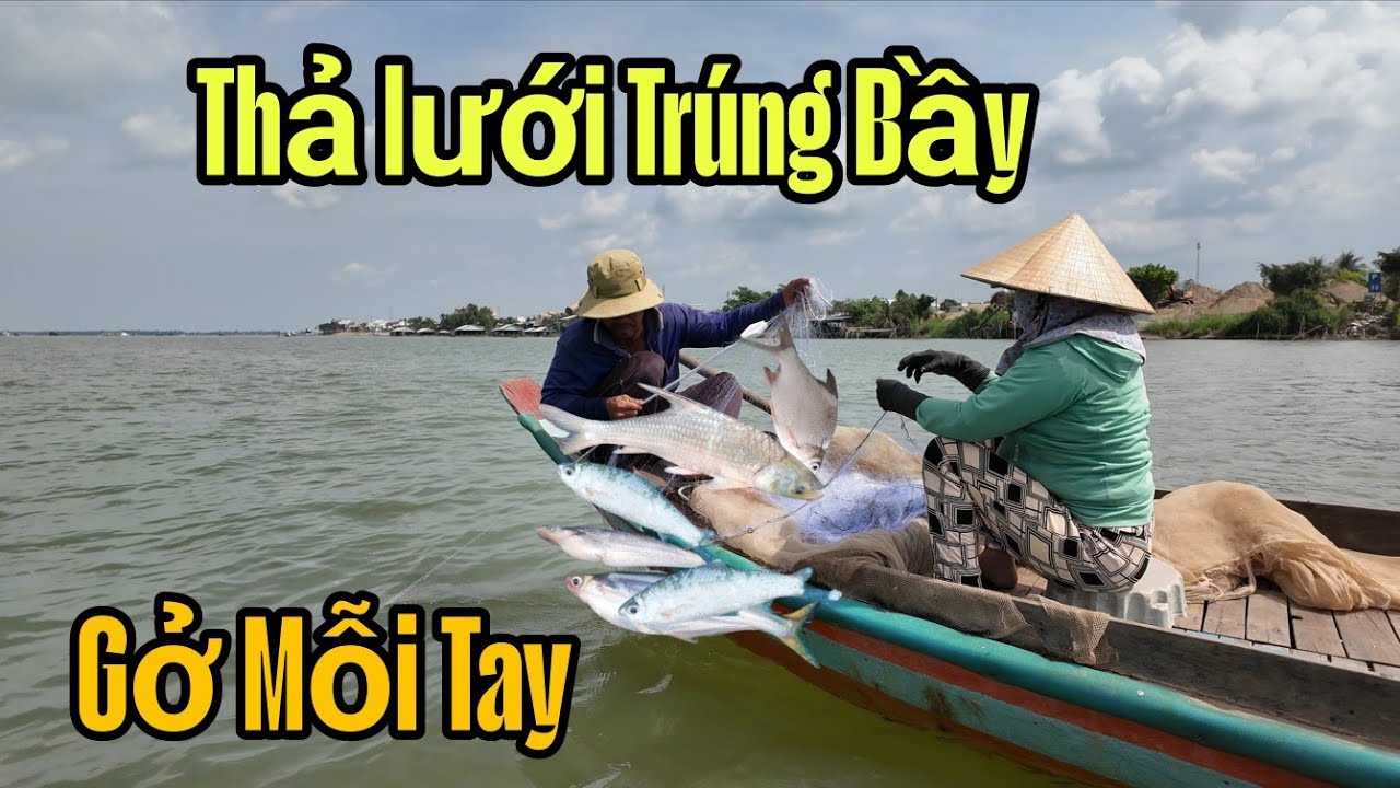 Dính cở này trúng bầy gở mỗi tay, thả lưới trên sông tiền Cá thấy ham
