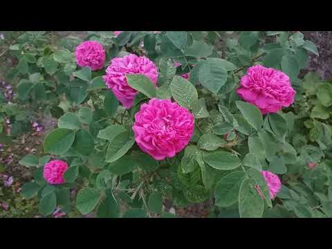 Видео: Чаените рози миришат ли?
