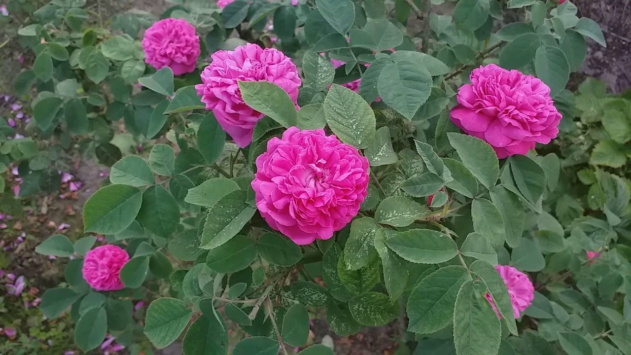 Чайная роза: Размножение и выращивание - YouTube