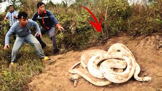 3 Brave Experts Catch 2 Giant White Snakes With Bare Hands
