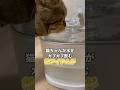エルフィンの自動給水器が神すぎた! #猫