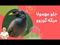 آموزش حرف زدن مرغ مینا پاسخ به سوالات در مورد مرغ مینا آموزش حرف زدن مرغ مینا پاسخ به سوالات در مورد مرغ مینا