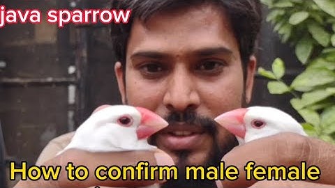 How To Identify Male Female In Java Sparrow|Java Sparrow Pairing|Informative video|Asif Birds Farm
