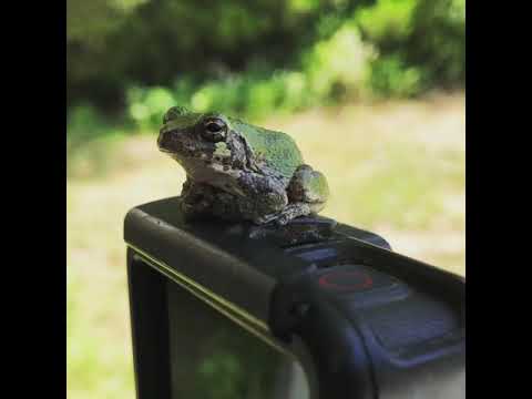 camera iphone 8 plus apk Worlds cutest frog