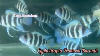 10.05.2024 Tanganyika Specials Part 2/2 [Trop Aquarium] (Singapore)