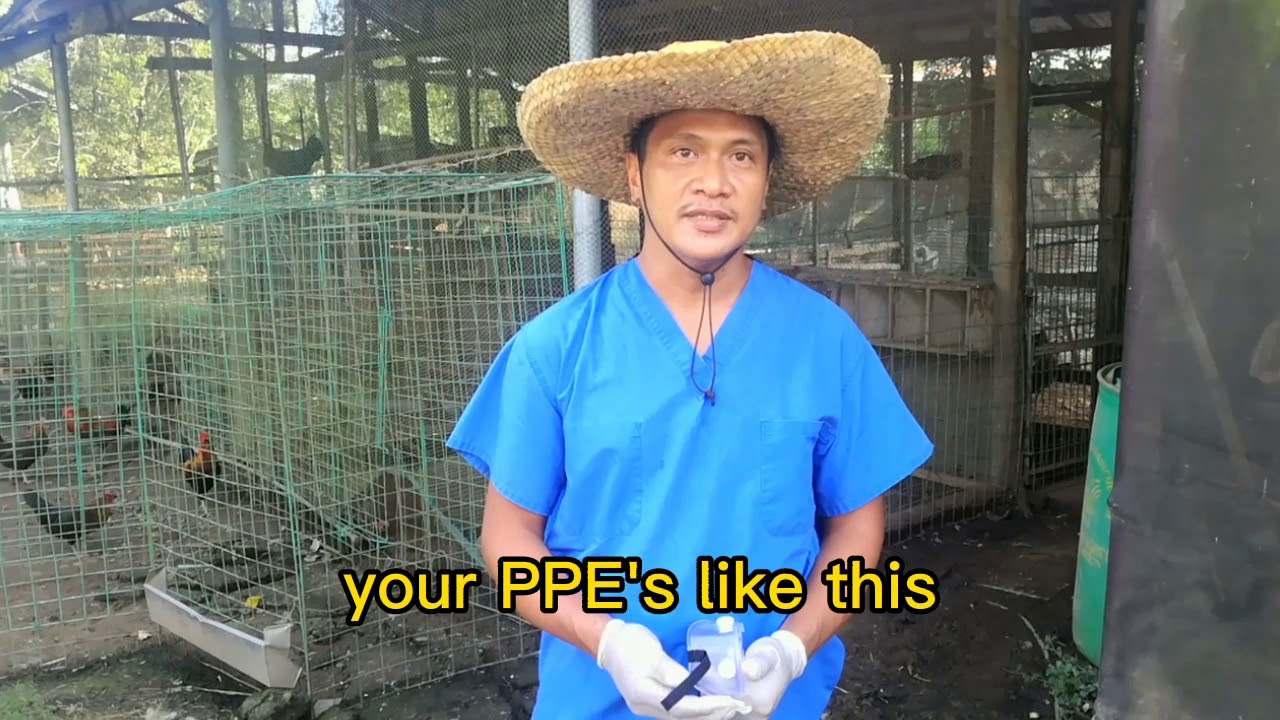 How to clean and disinfect chicken pen YouTube