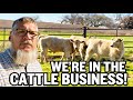 We added cattle to the farm!