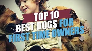 Download lagu Top 10 Best Dogs for First Time Owners Top 10 Best Dogs for First Time Owners