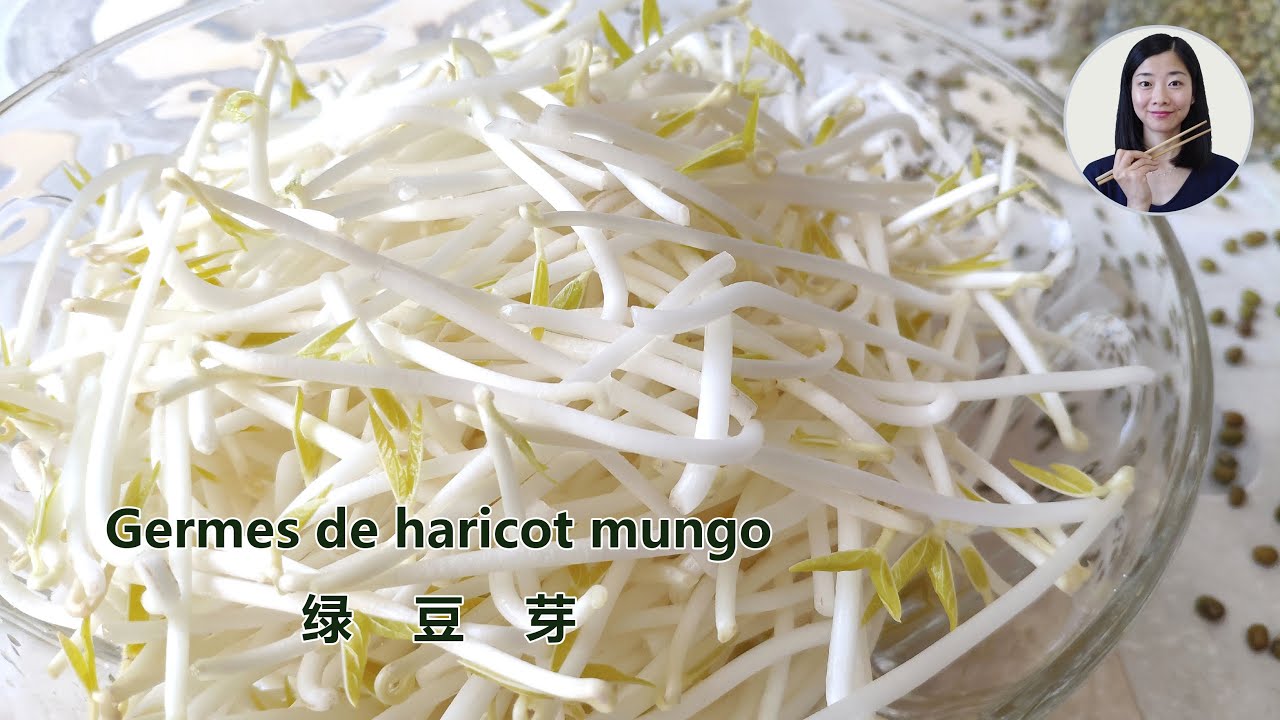 Haricots mungo : bienfaits santé, composition, recettes