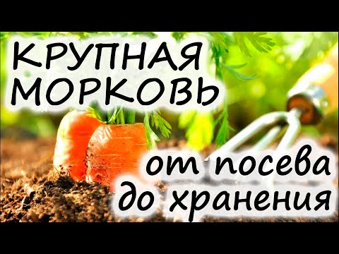 Морковь: инструкция от посева до сбора и хранения! Будет РОВНАЯ КРУПНАЯ ВКУСНАЯ морковь!