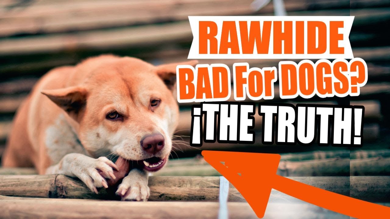 ¿Is RAWHIDE Bad For DOGS? 🐶🥢¡Here The Truth! YouTube