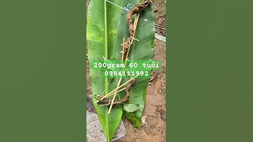 Củ sâm rừng tự nhiên 200gram siêu già #sâm_ngọc_linh_rừng #sâm_ngọc_linh_rừng #sâm_ngọc_linh_rừng