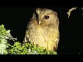 Canto Autillo Pálido, Currucutú Colombiano Megascops ingens) colombian Screech-owl
